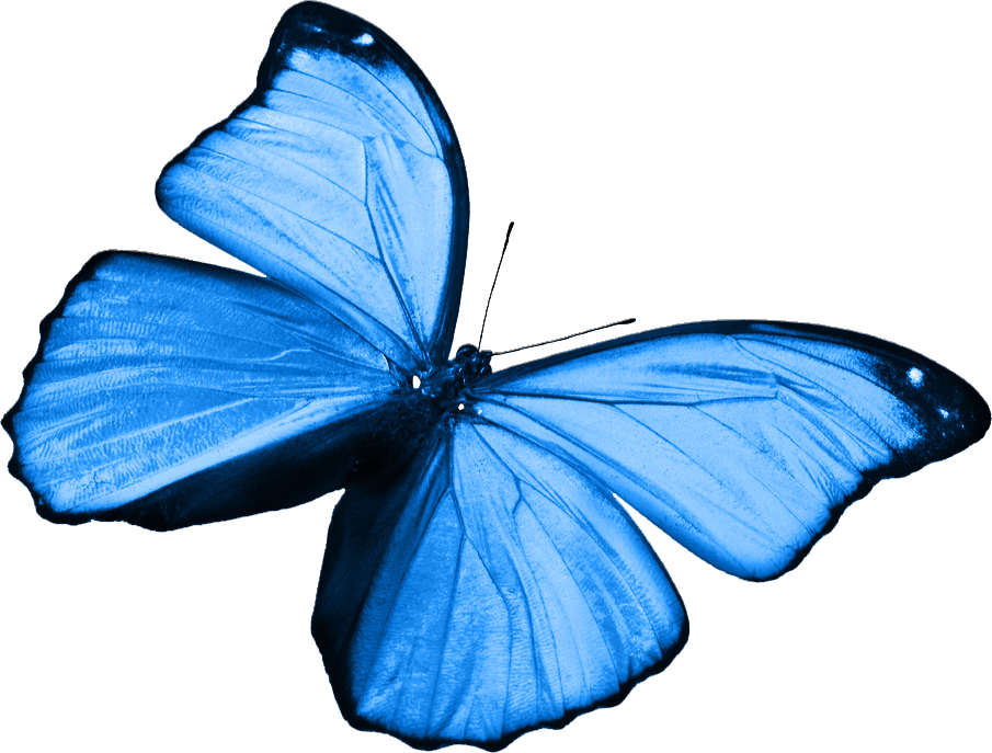 Butterfly image